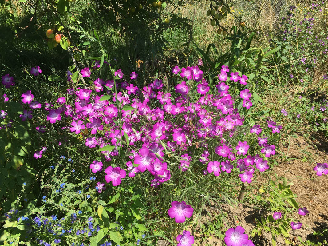 Agrostemma githago